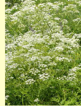 Купырь лесной (Anthriscus silvestris Hoffm.) Купырь лесной (Anthriscus silvestris Hoffm.)
